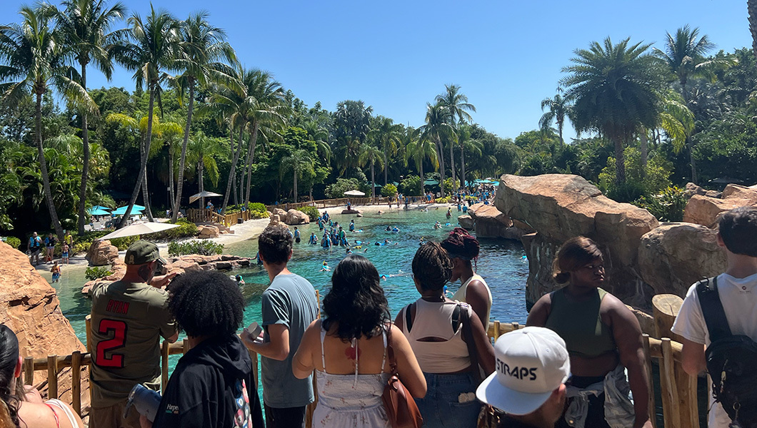 Students stand on a bridge and look out over a pool lined with palm trees and rocks.
